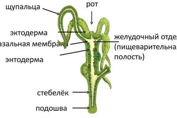 Что вместо гидры