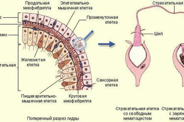 Кракен даркнет ссылка на сайт